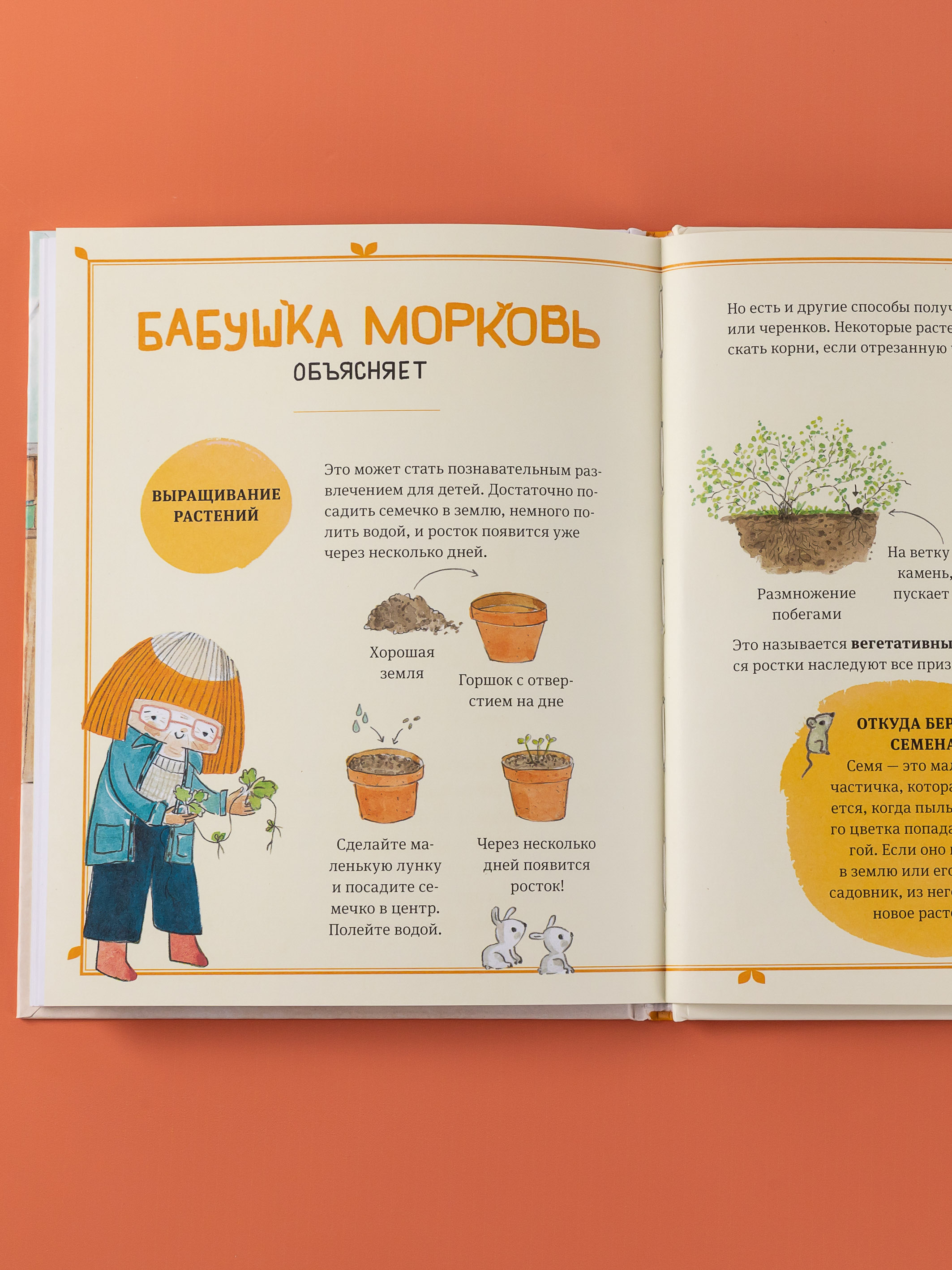 Книга Альпина. Дети В саду Базилика Как появляются новые растения - фото 4