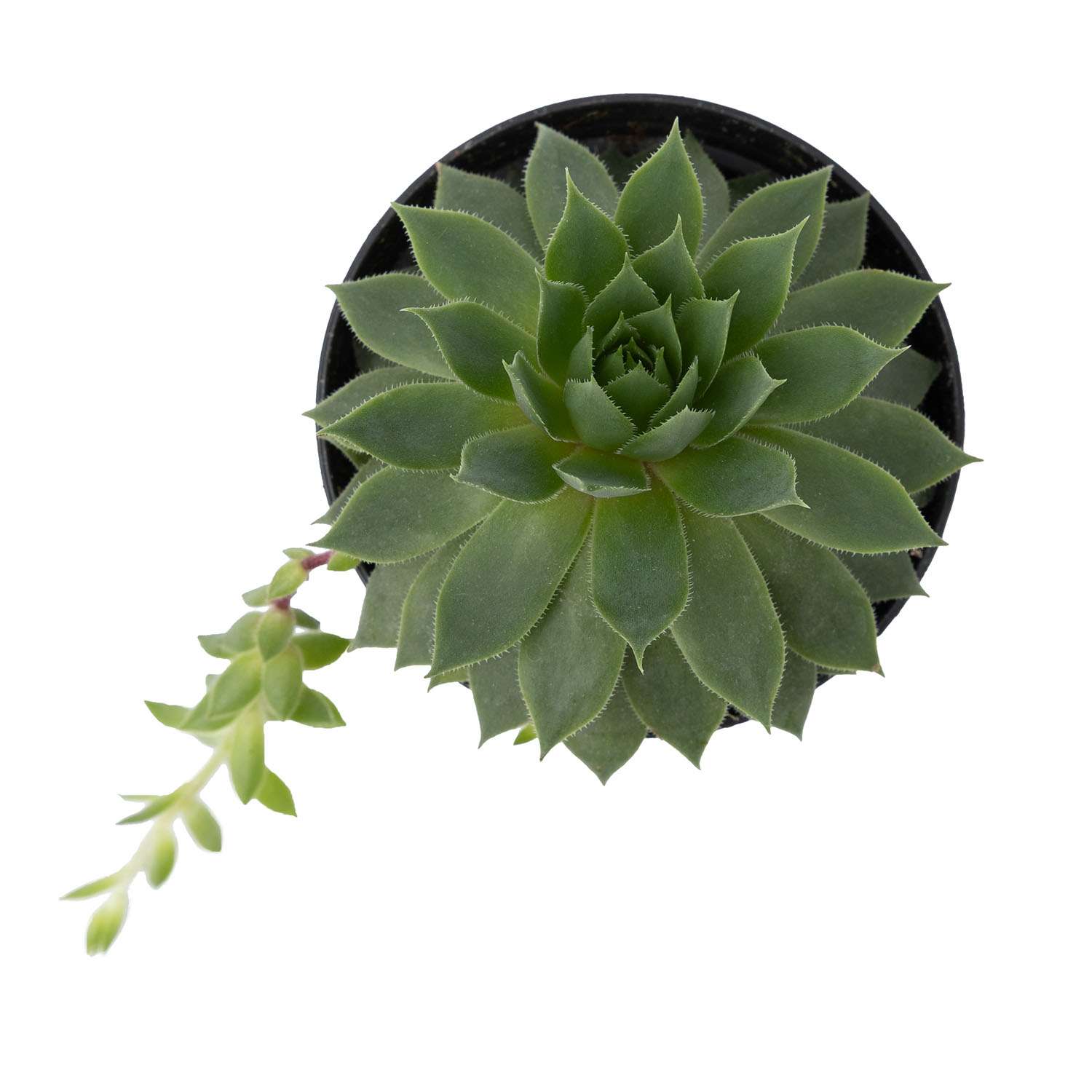 Растение ЕТК Суккуленты D7 в ассортименте - фото 6