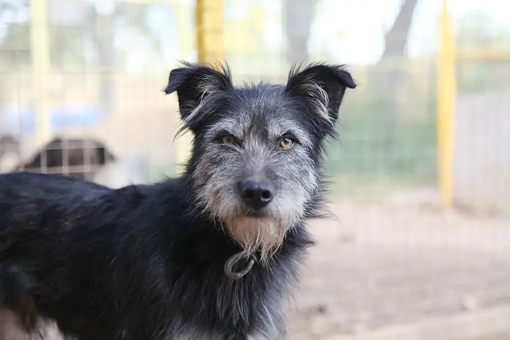 Собака Тузик - фото 3