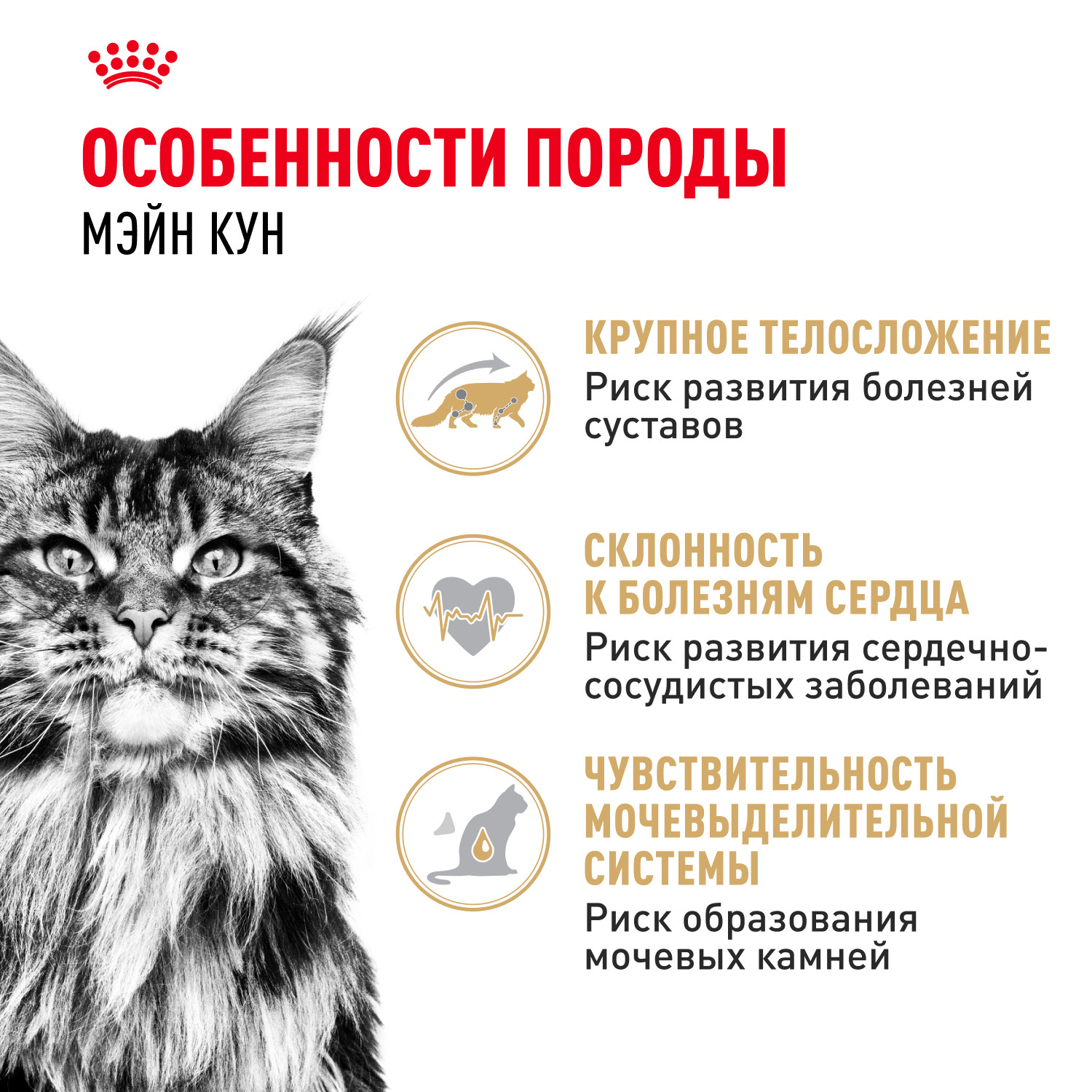 Корм сухой для кошек ROYAL CANIN Maine Coon 2кг породы мейн-кун - фото 2