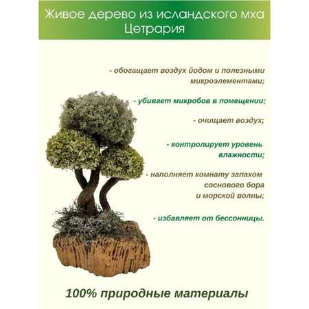 Живое дерево из цетрарии Cetraria Исландская 30 см