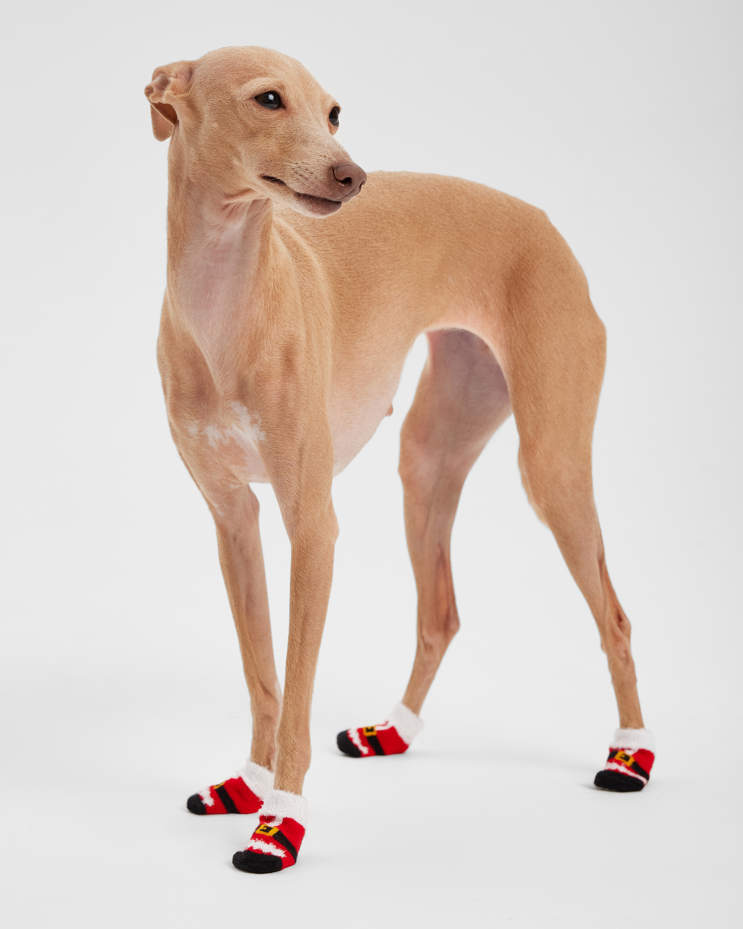 Носочки для собак и кошек Зоозавр 4 шт - фото 2