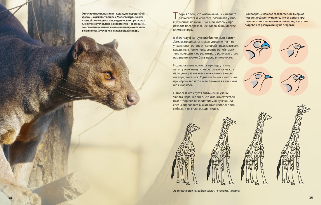 Книга Махаон Огромная энциклопедия животных мира - фото 10