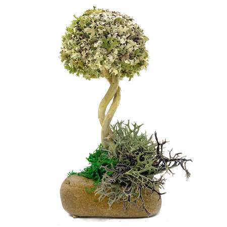 Дерево из Цетрарии Cetraria 17 см