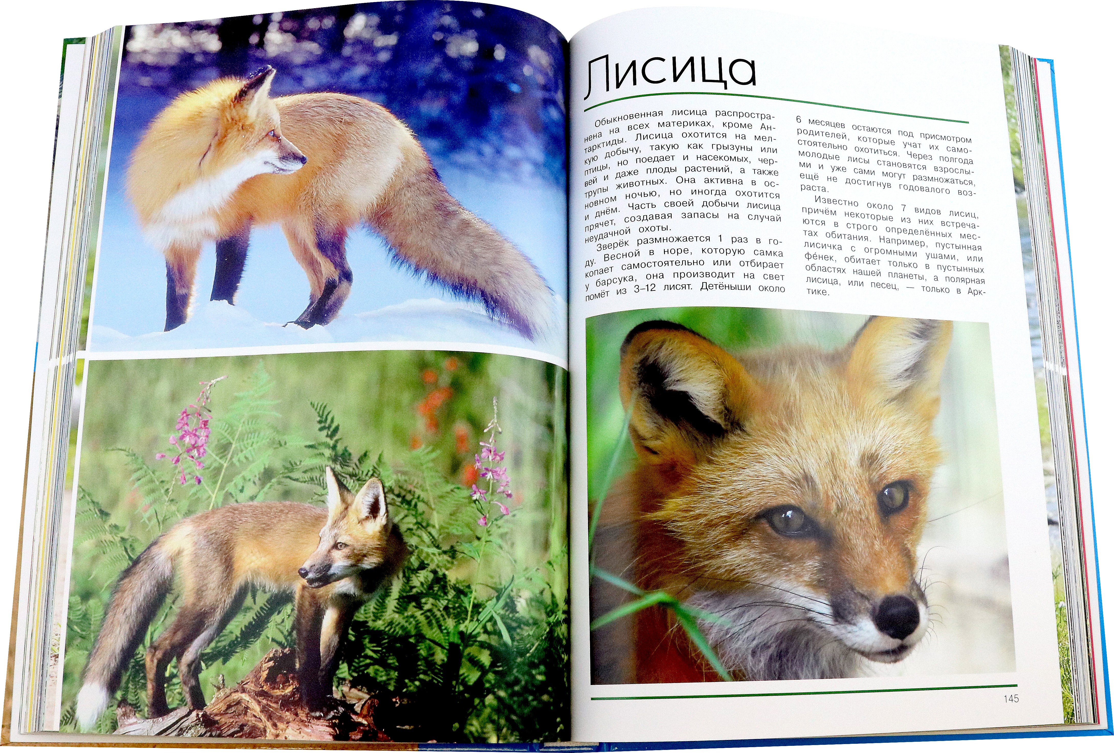 Книга Лабиринт Мир животных Открой для себя удивительный мир животных - фото 4
