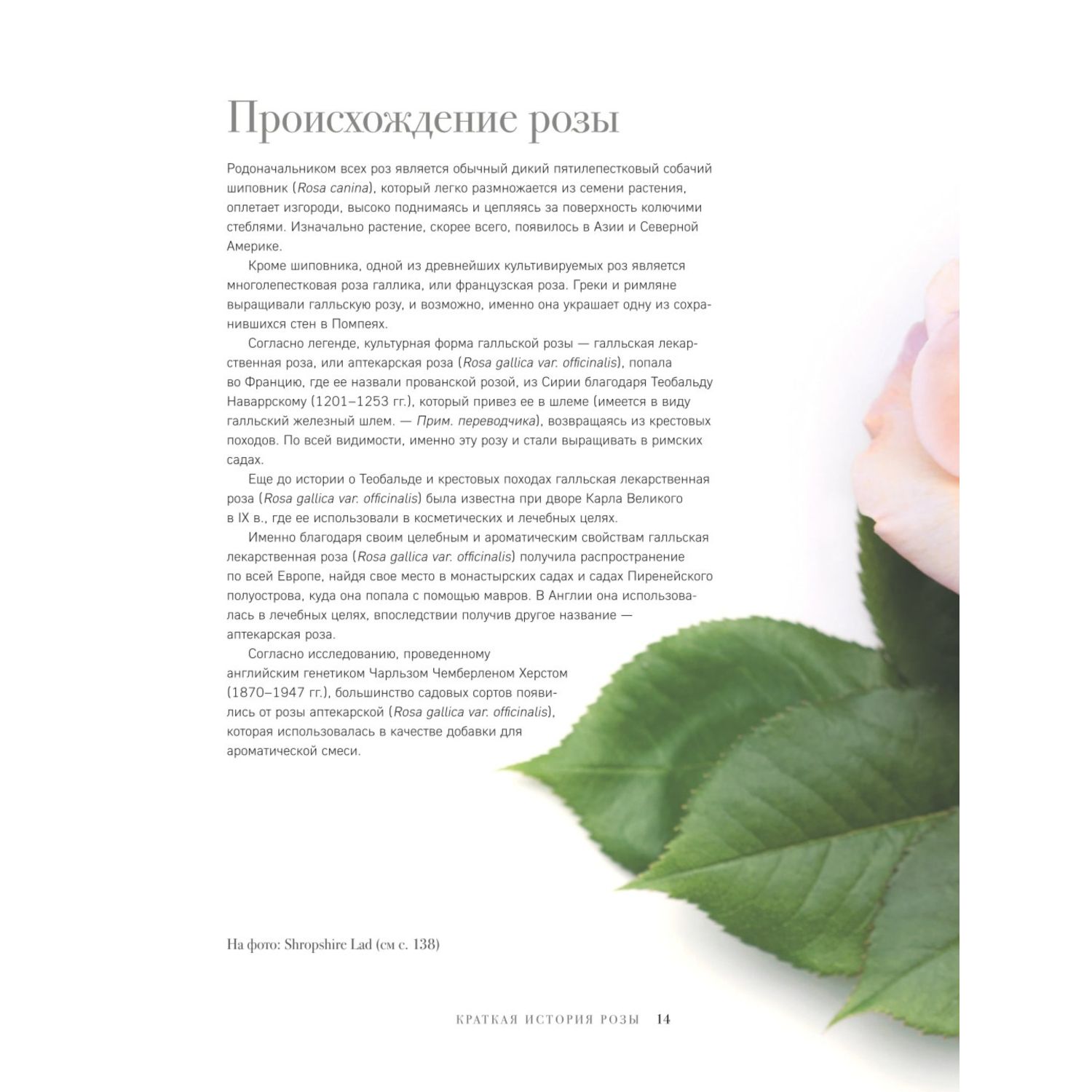 Книга БОМБОРА Розы Восхитительные цветы для дома и сада - фото 6
