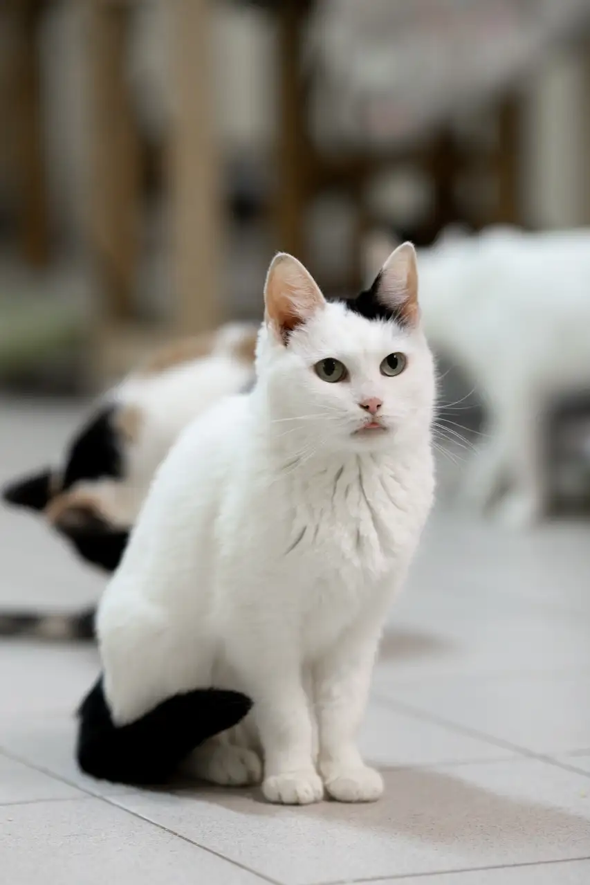 Кошка Горлица - фото 2