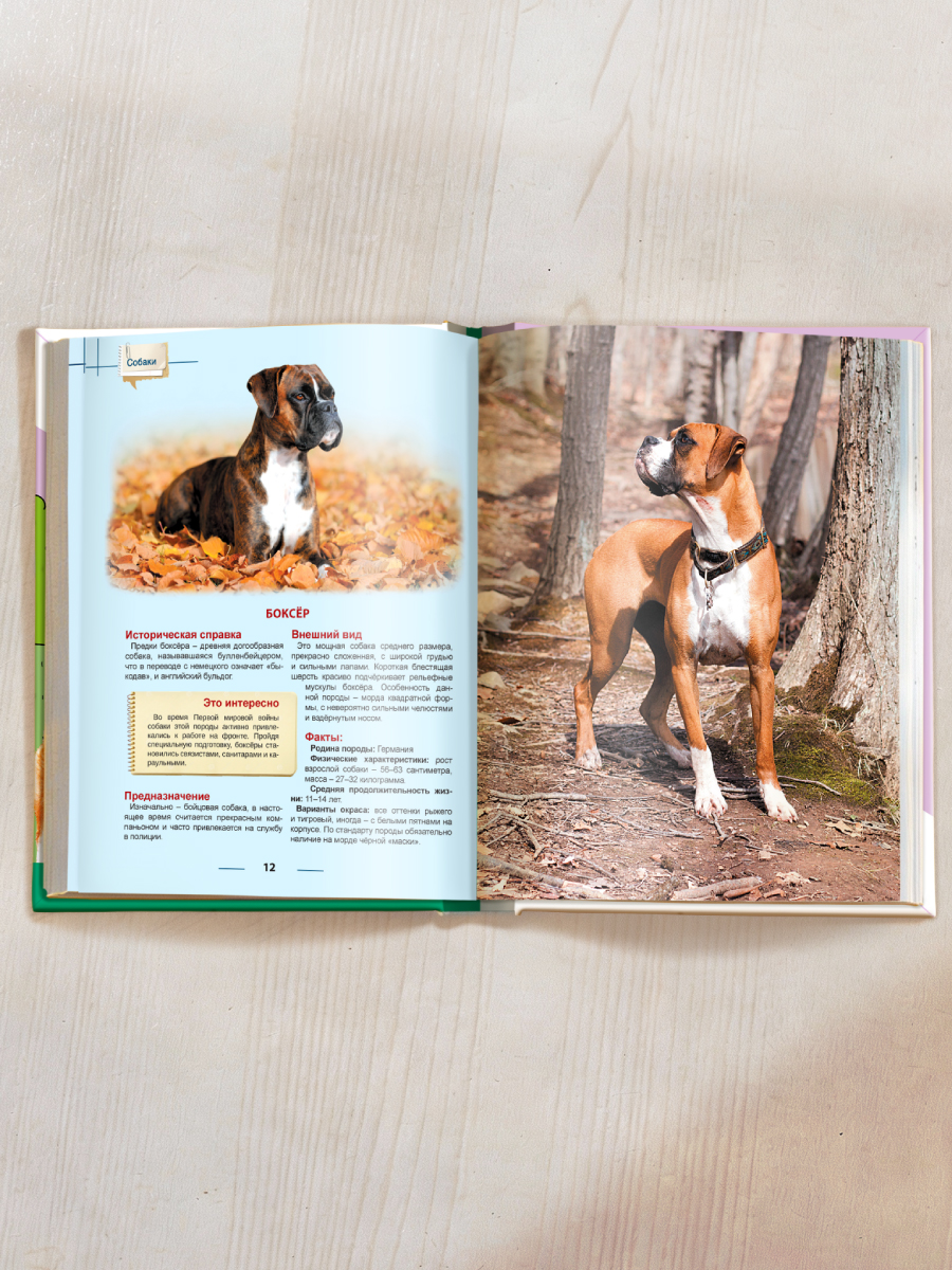 Книга Проф-Пресс Энциклопедия для детей. Собаки - фото 7