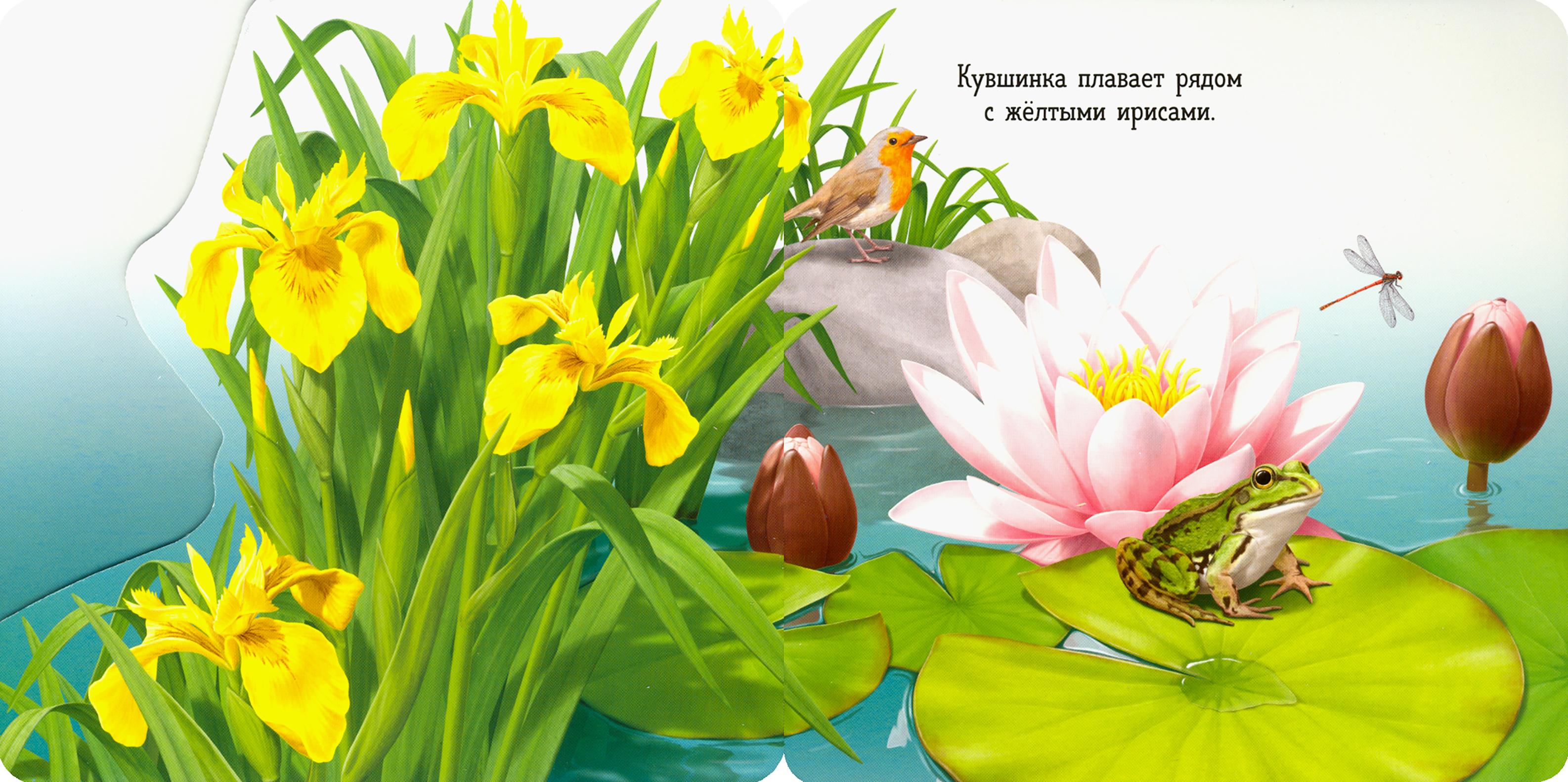 Книга Лабиринт Вот ты где! Лягушка - фото 5