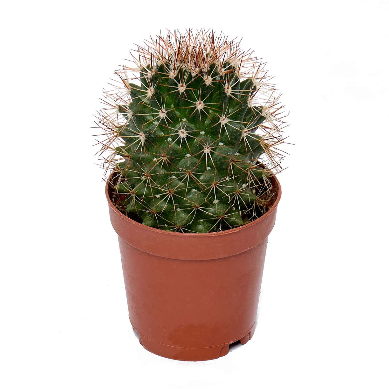 Растение ЕТК Суккуленты D5.5 в ассортименте - фото 29