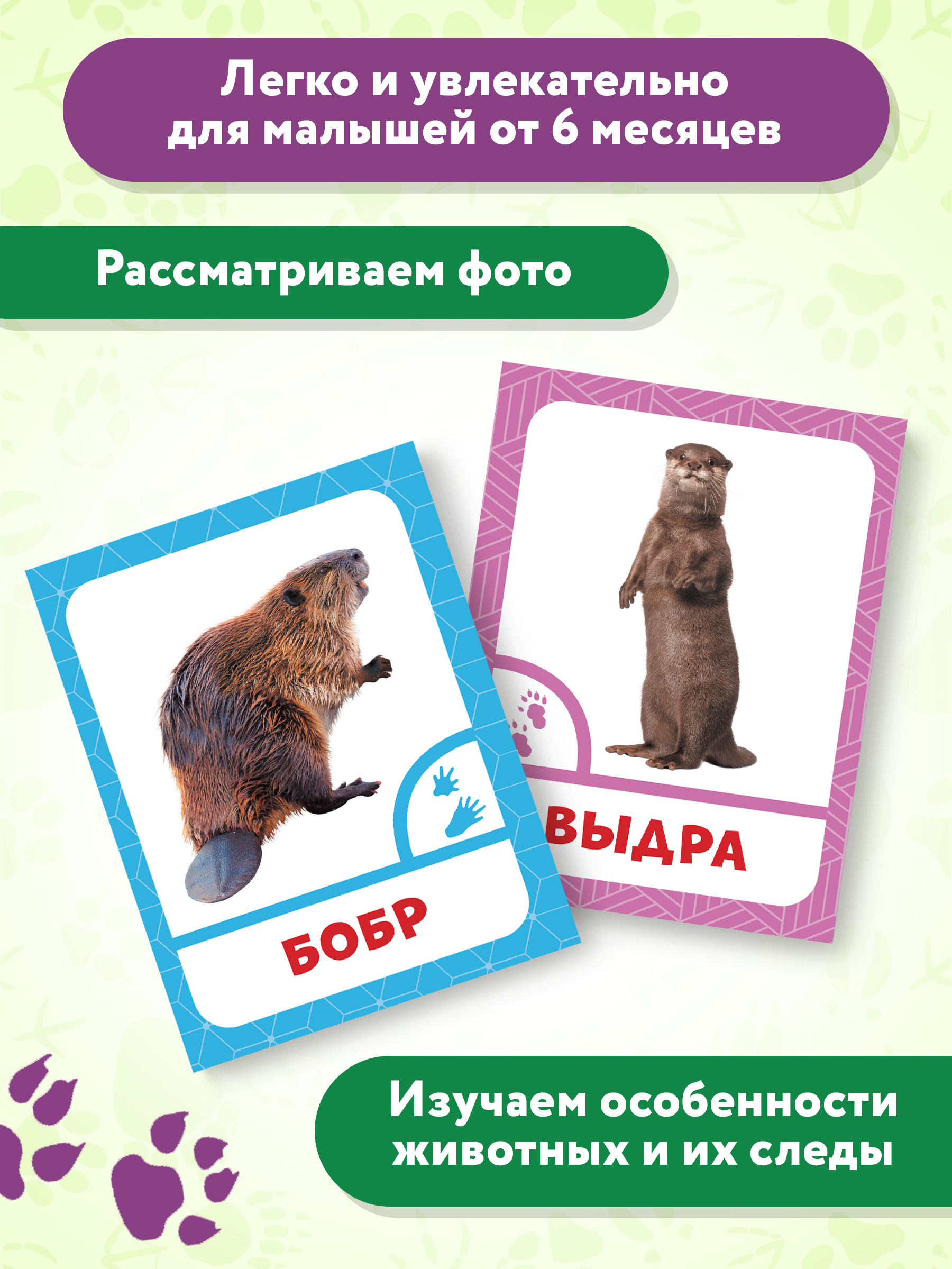 Книга Феникс Премьер Животные леса. Фотоброшюра 0+ - фото 7