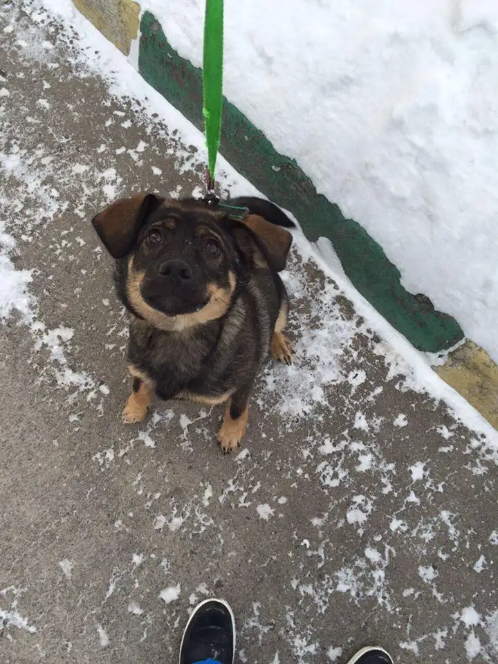 Собака Даринка - фото 1