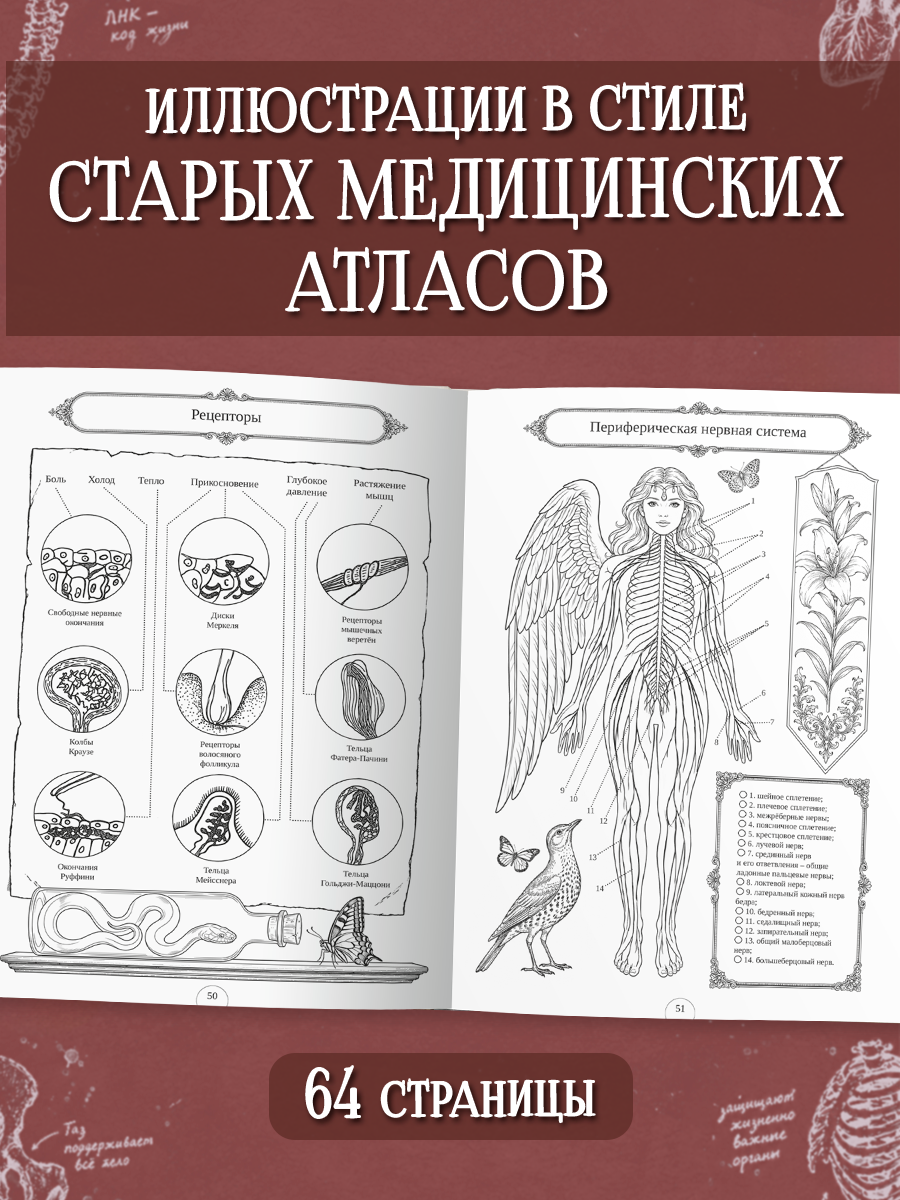 Раскраска-атлас Проф-Пресс Анатомия человека - фото 3