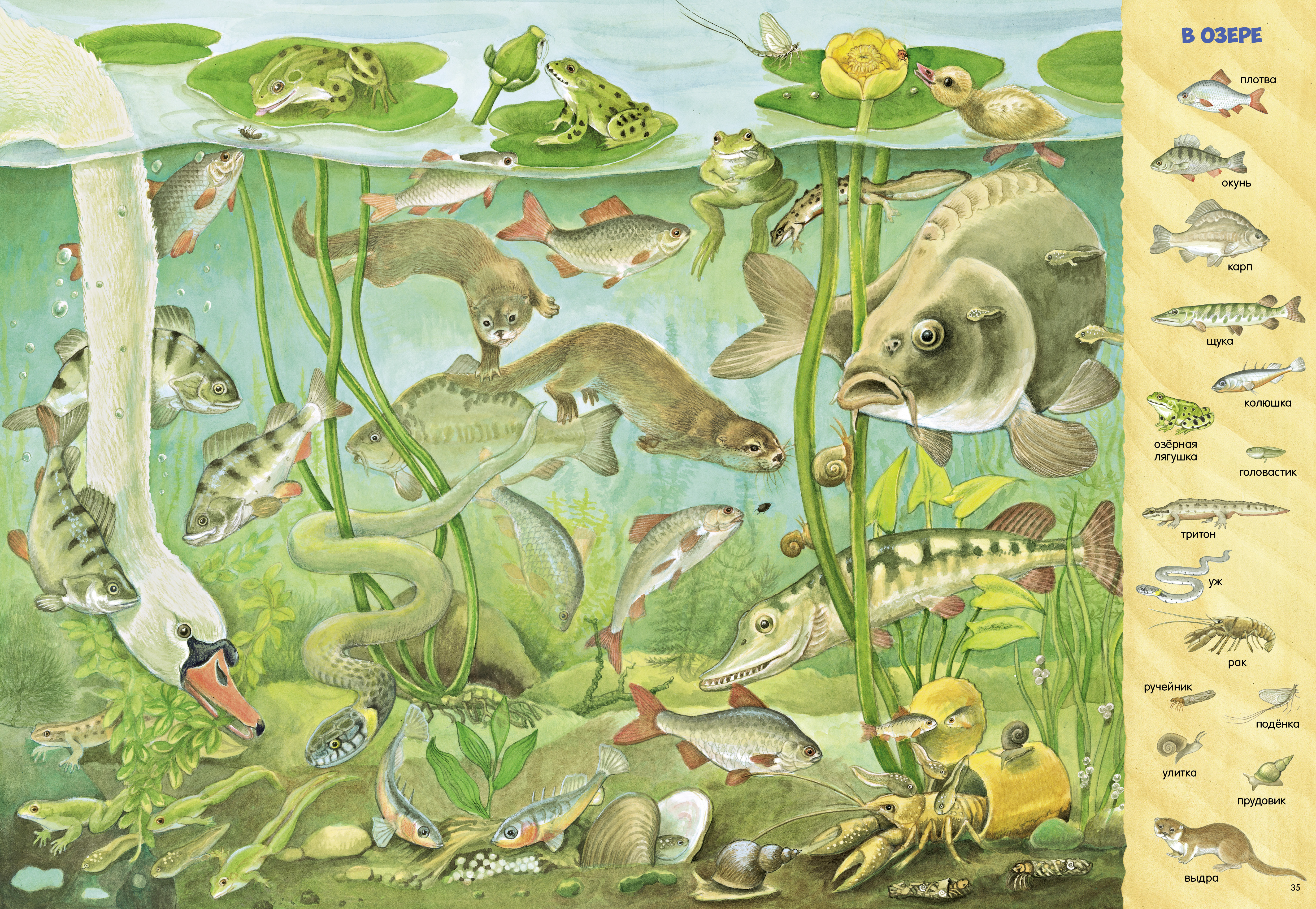 Книга Clever Найди и покажи - фото 3