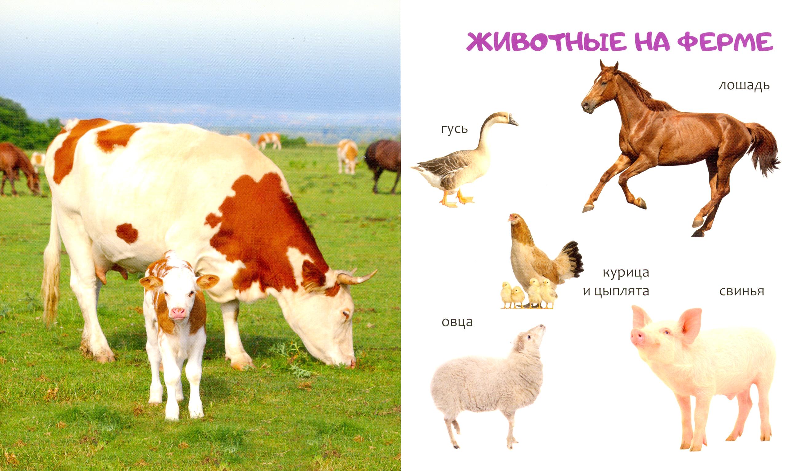 Книга Качели Животные - фото 4