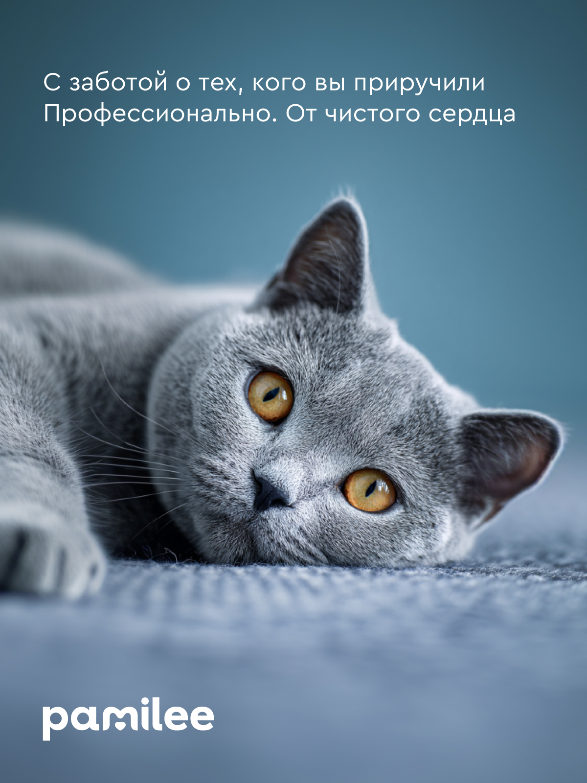 Шампунь для собак и кошек Pamilee с хлоргексидином антибактериальный против зуда и запаха - фото 9