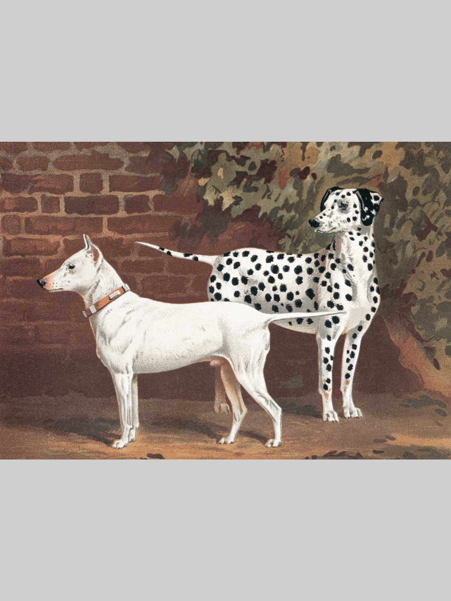 Набор открыток Белый город Собаки - фото 5