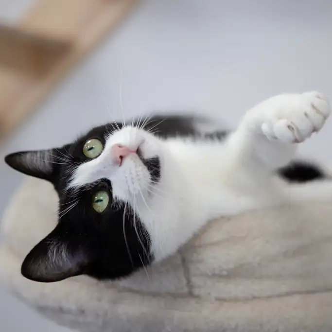 Кошка Кларнет - фото 5