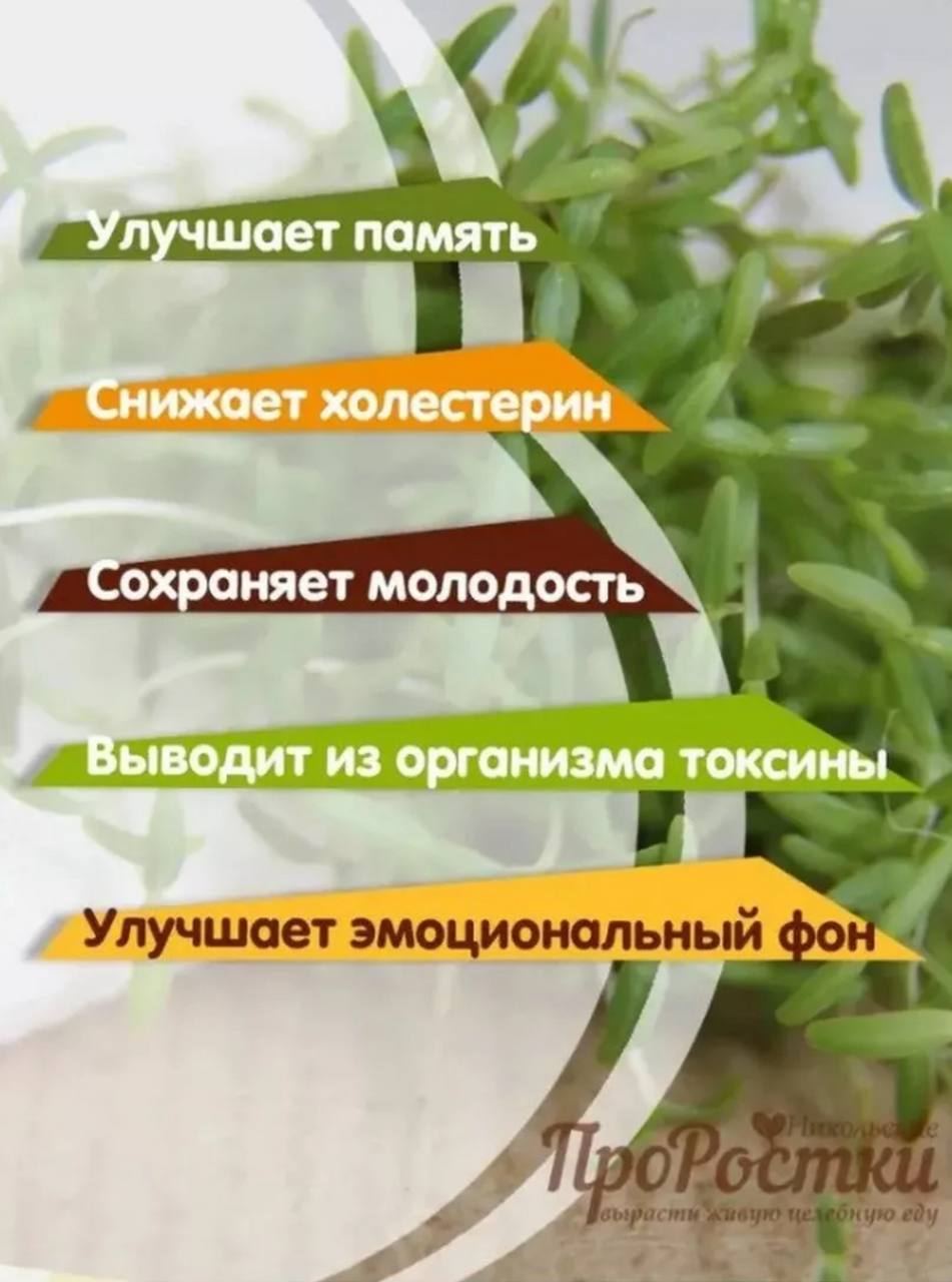 Семена для микрозелени MegaMedia амарант - фото 3