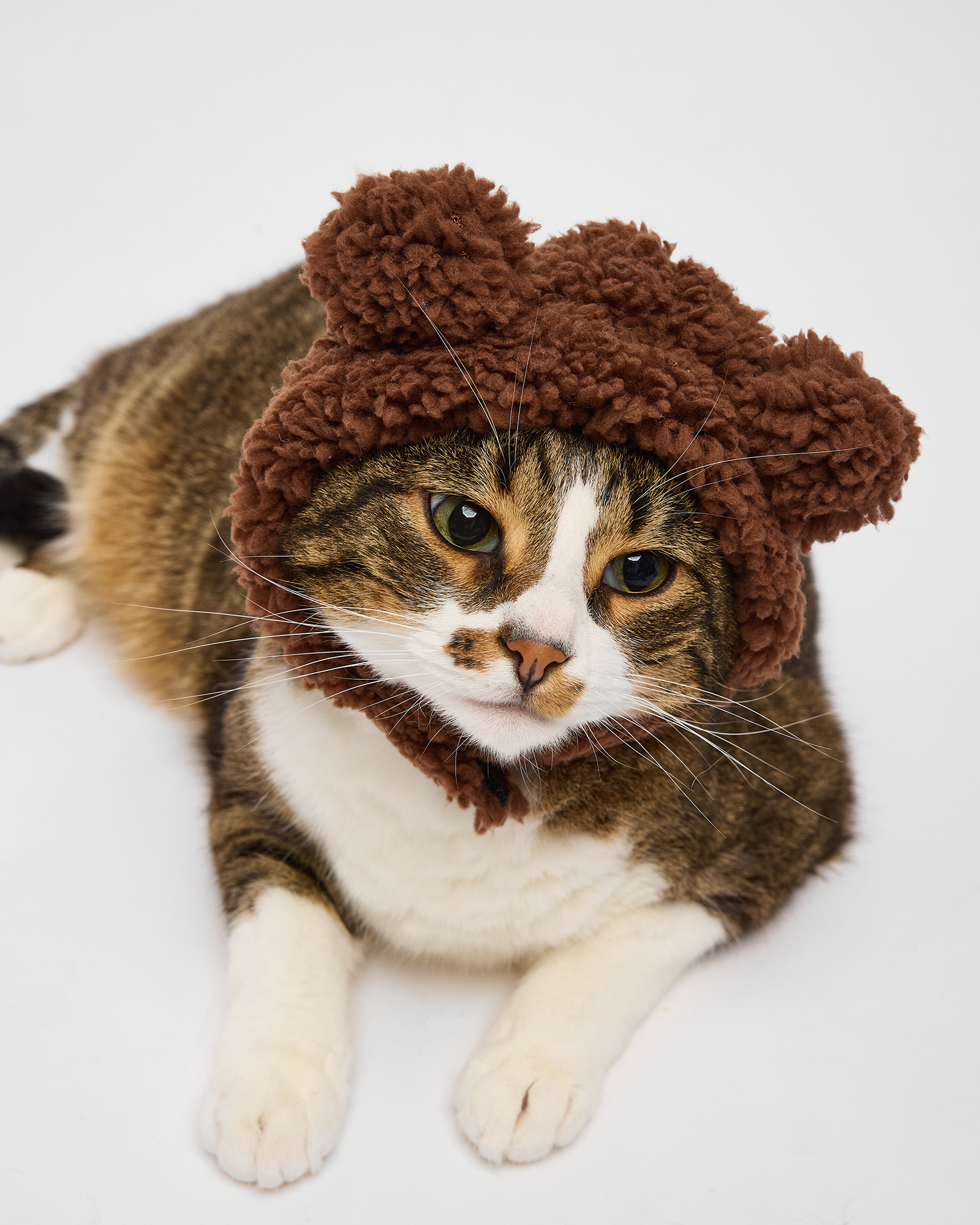 Шапка для собак и кошек Зоозавр - фото 1