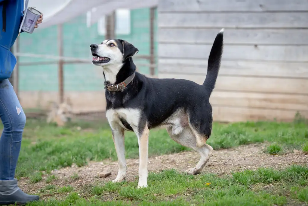 Собака Пиратик - фото 3