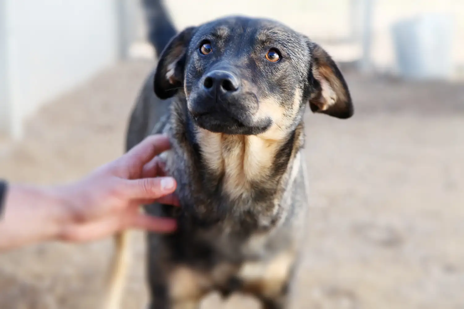 Собака Даринка - фото 5