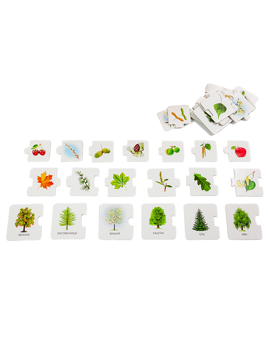 Развивающая игра Дрофа-Медиа С какого дерева листок 2896 - фото 6