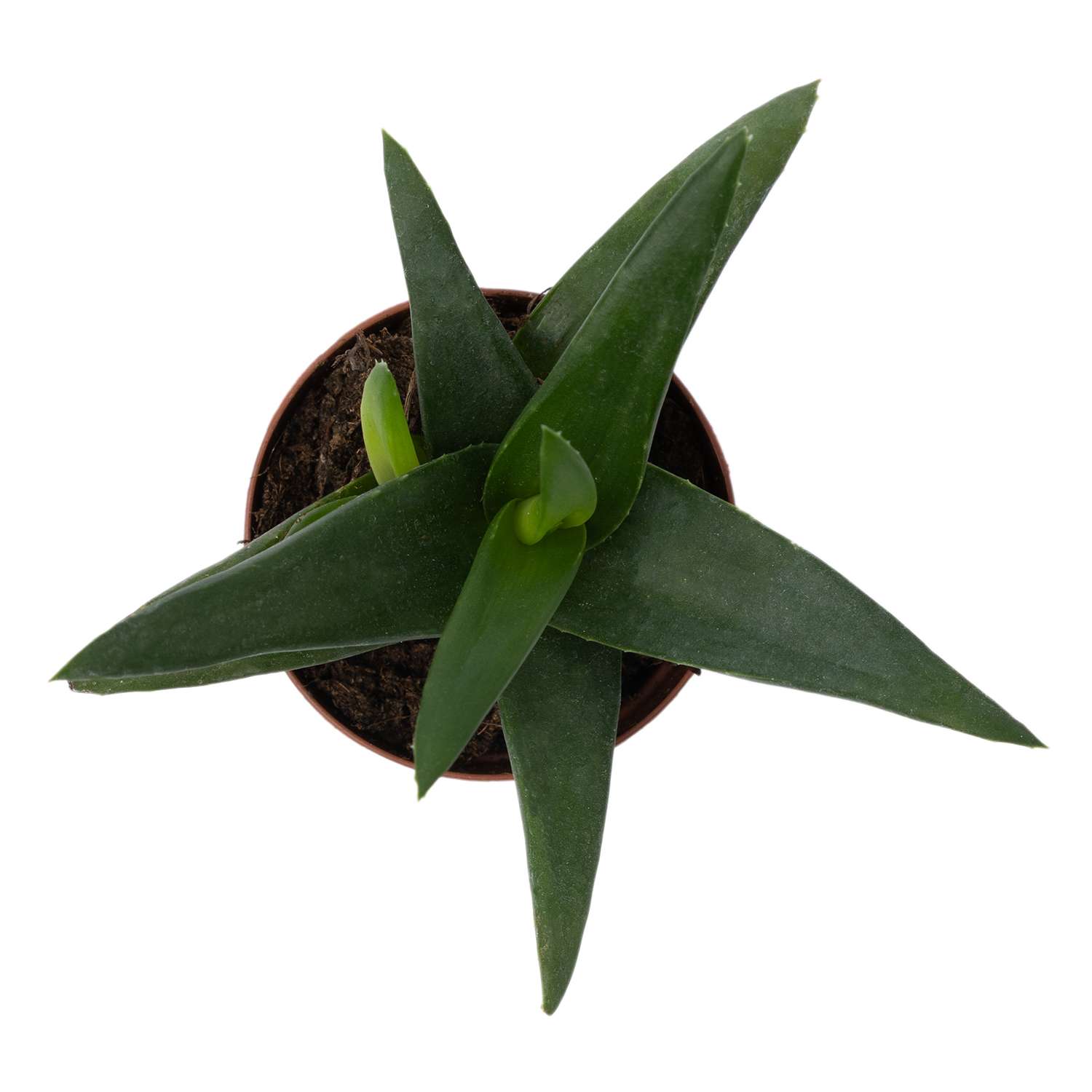 Растение ЕТК Суккуленты D5.5 в ассортименте - фото 12