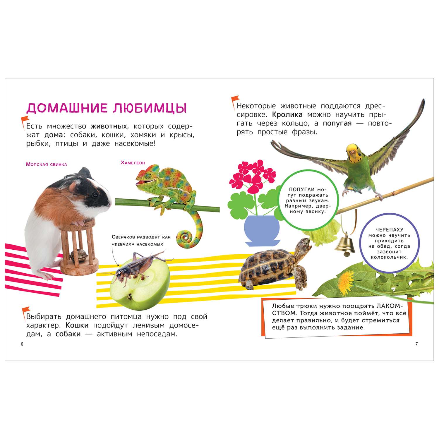 Книга Домашние любимцы Энциклопедия для первого чтения с крупными буквами - фото 2