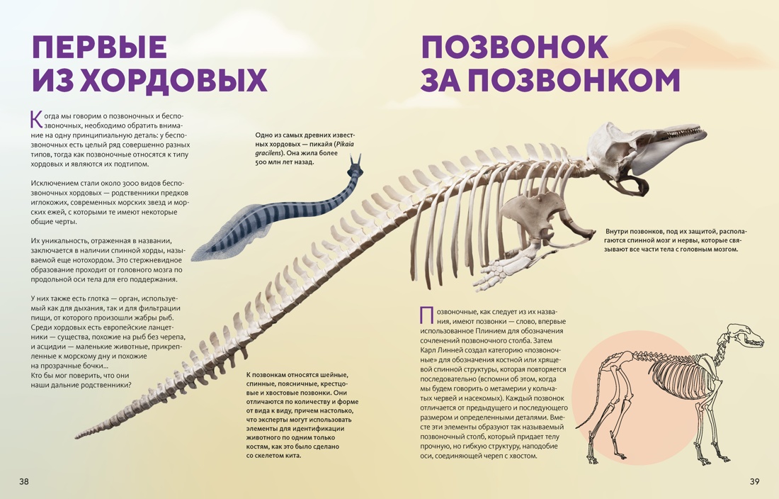 Книга Махаон Огромная энциклопедия животных мира - фото 12