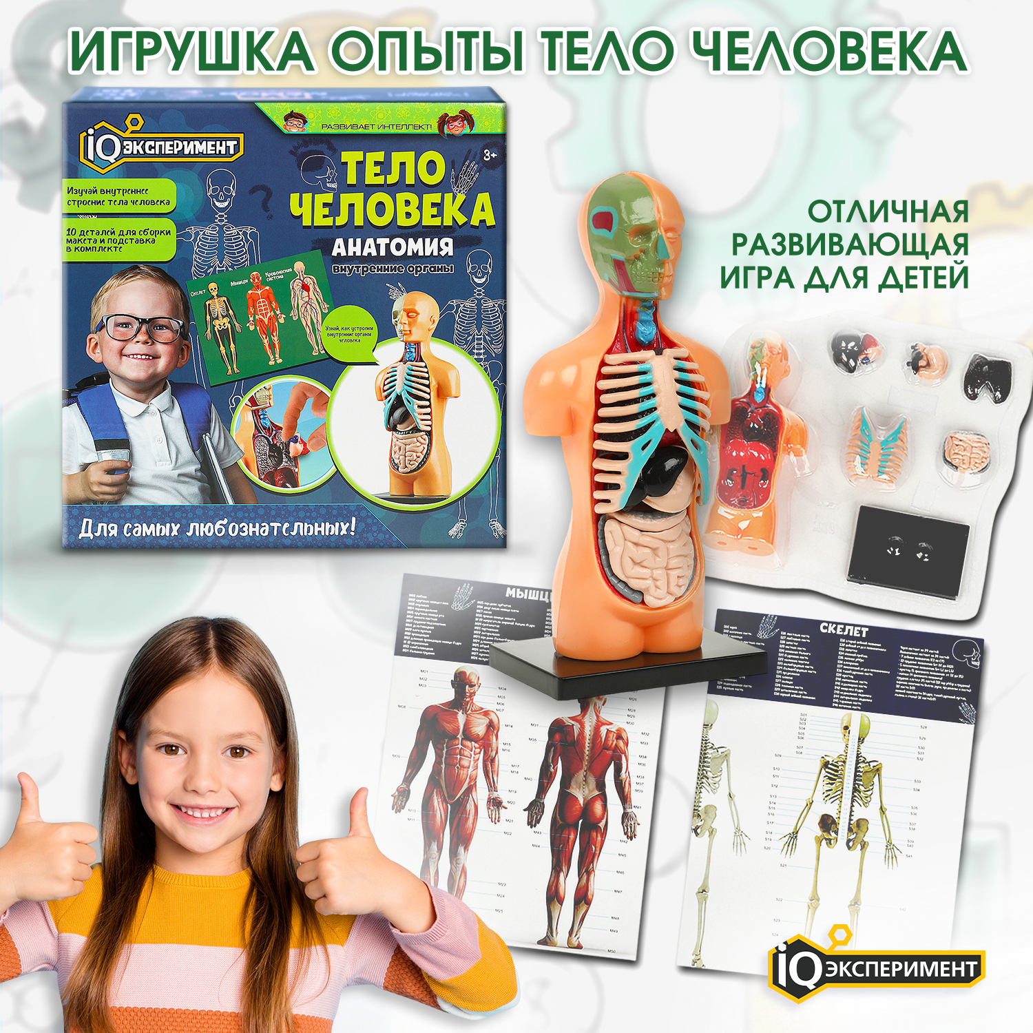 Изображение товара Настольный набор для опытов Тело человека Анатомия 10 деталей IQ эксперименты Изображение товара Настольный набор для опытов Тело человека Анатомия 10 деталей IQ эксперименты