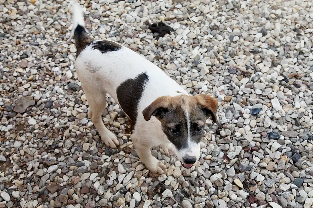 Собака Мичиган - фото 4