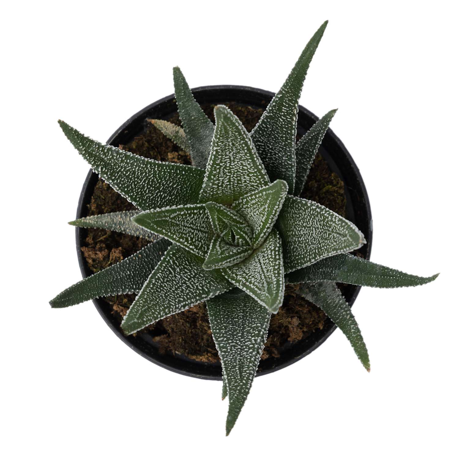 Растение ЕТК Суккуленты D7 в ассортименте - фото 18