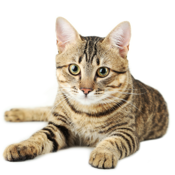 Кошки