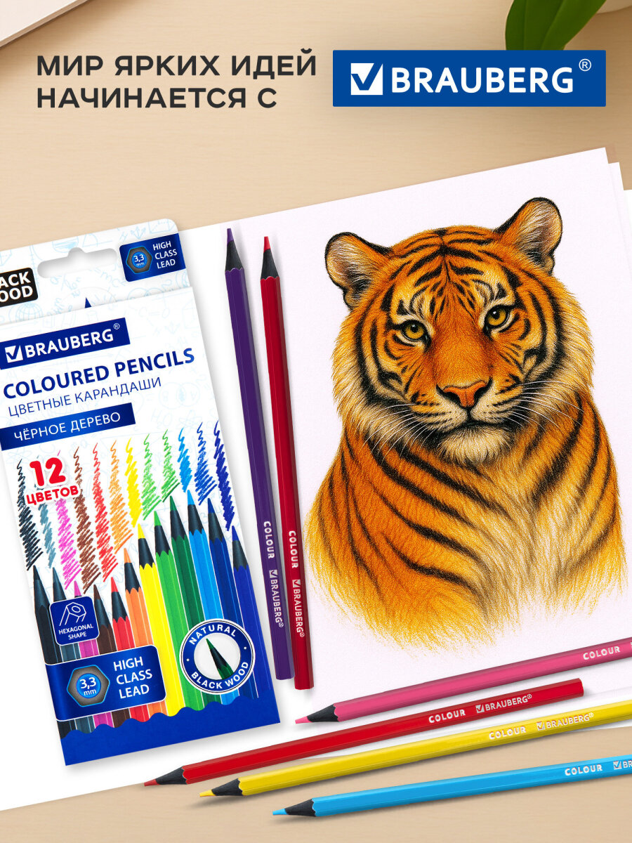 Карандаши цветные Brauberg 12 шт. - фото 8