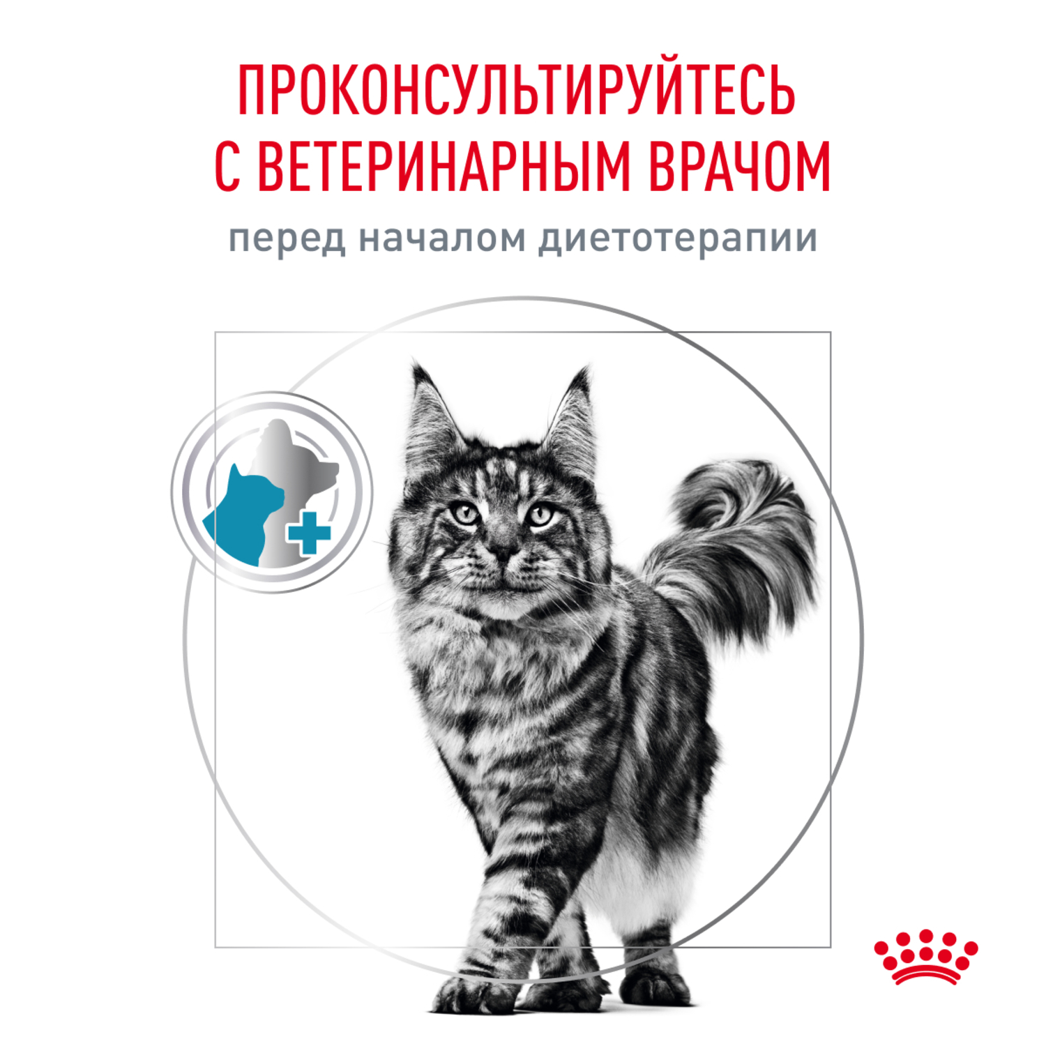Корм для кошек ROYAL CANIN Skin Coat для поддержания защитных функций кожи 350г - фото 9