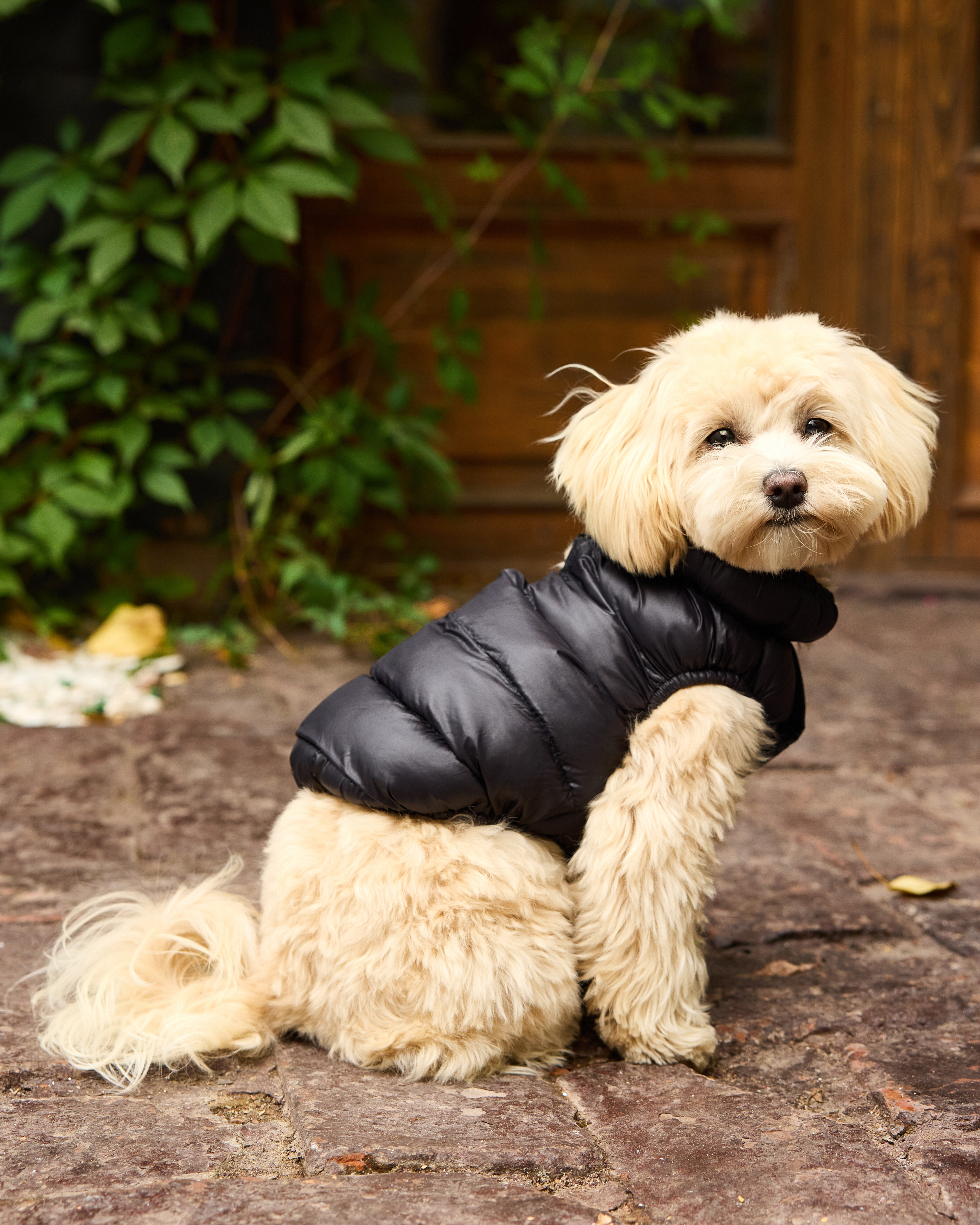 Жилет для собак и кошек Зоозавр - фото 11