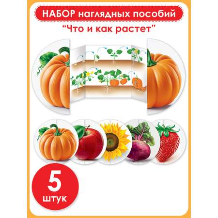 Набор развивающий Открытая планета овощи и фрукты наглядное пособие что и где растёт