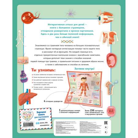 Книга Тело человека Интерактивный детский атлас с откидными разворотами