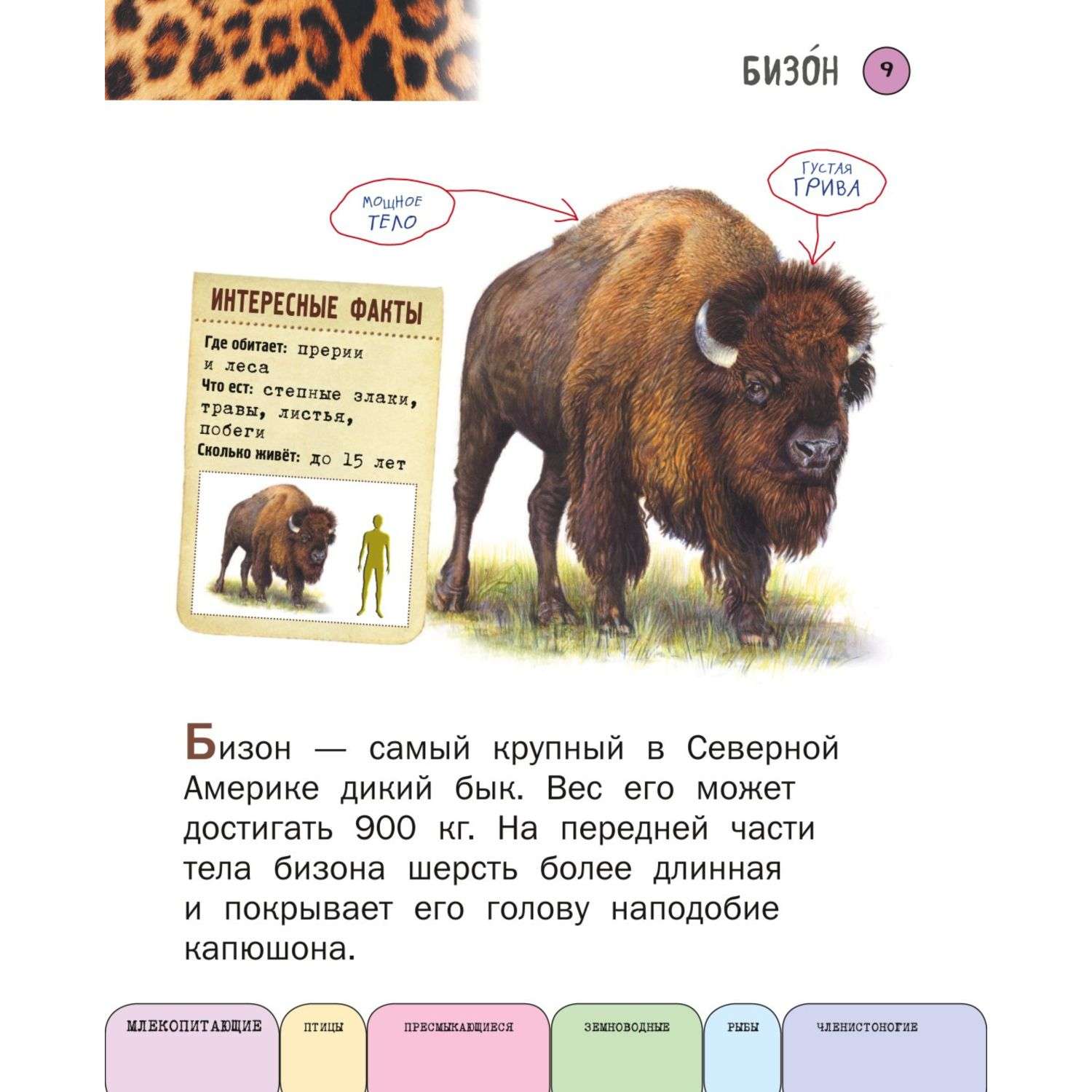 Книга Эксмо Все животные с крупными буквами - фото 7