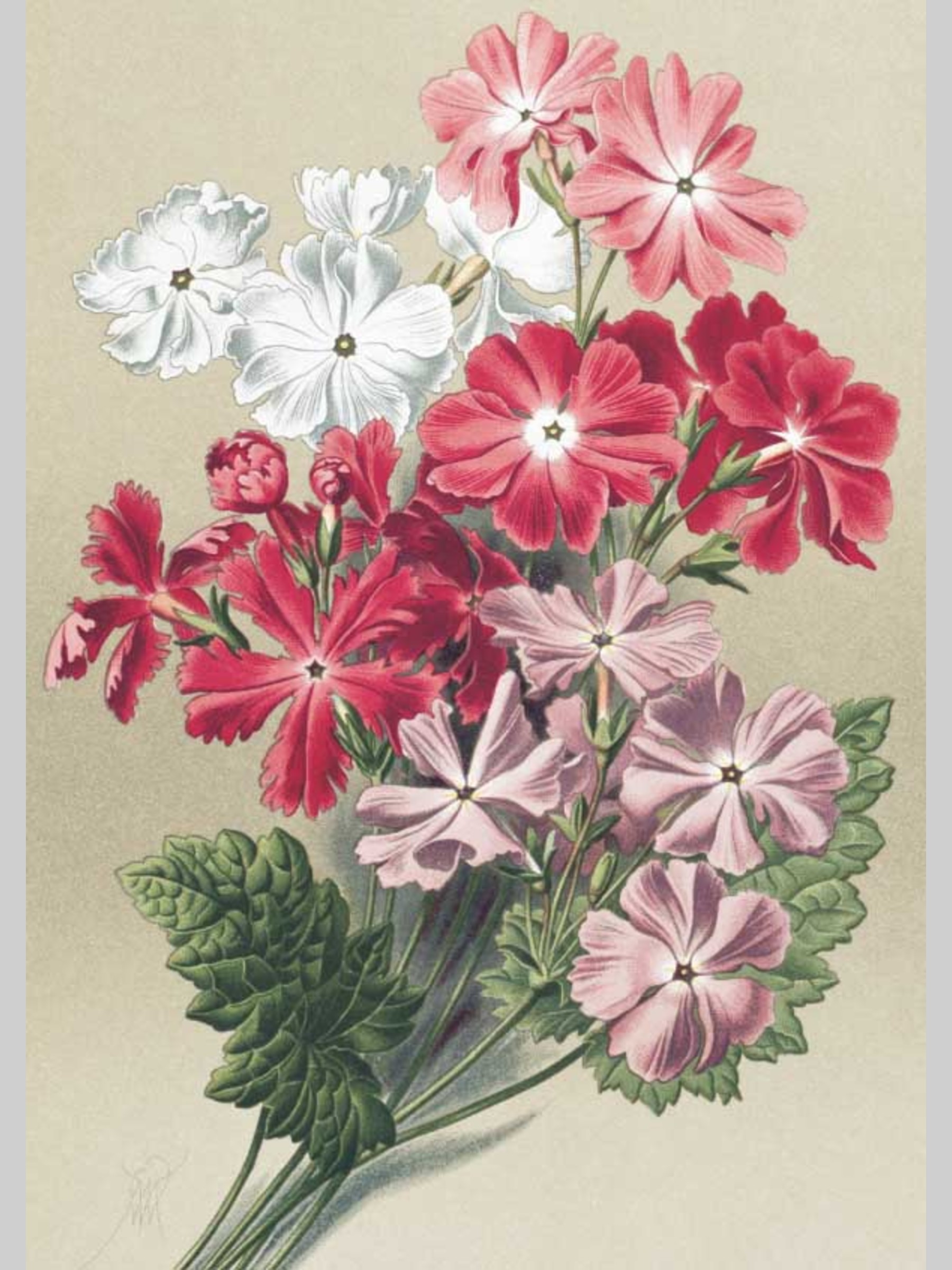 Набор открыток Белый город Садовые многолетники почтовые для посткроссинга - фото 3