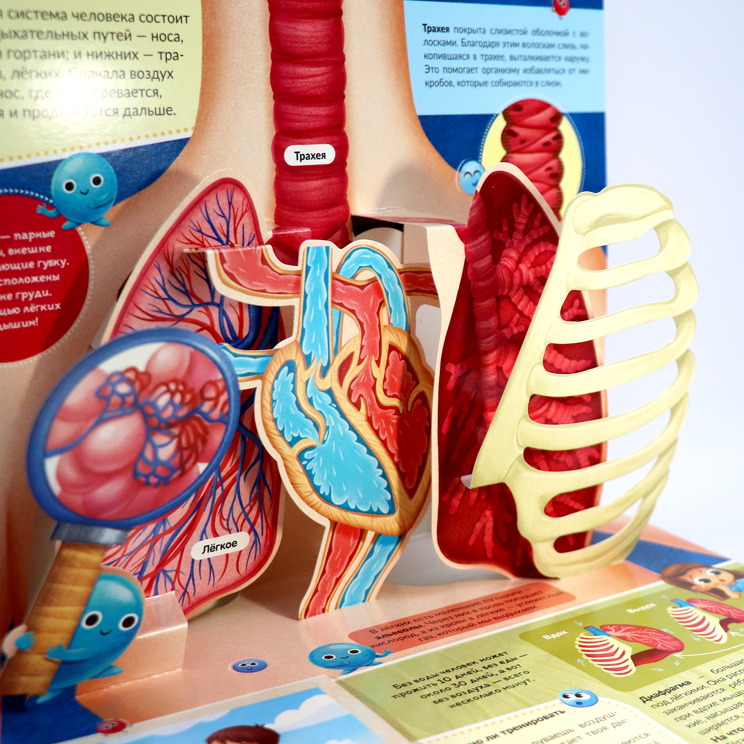 Книга Malamalama Анатомия человека с объемными картинками для детей - фото 9
