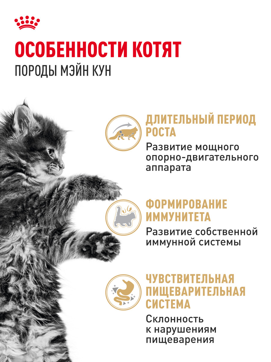 Корм для котят Royal Canin 85г Maine Coon Kitten соус для котят мейн кун пауч - фото 2