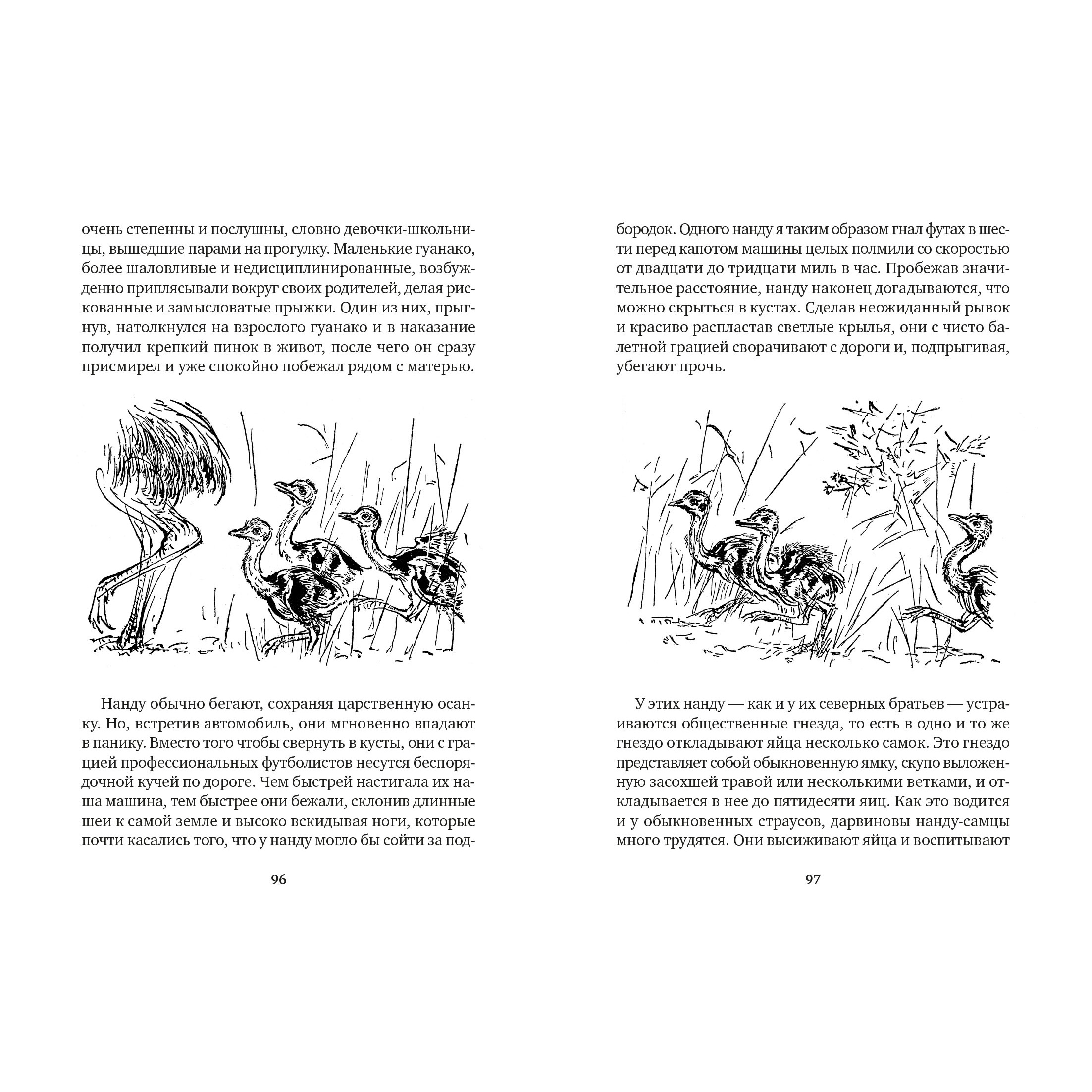 Книга АЗБУКА Земля шорохов. Поместье-зверинец Даррелл Дж. Серия: Мир приключений (иллюстрированный) - фото 4