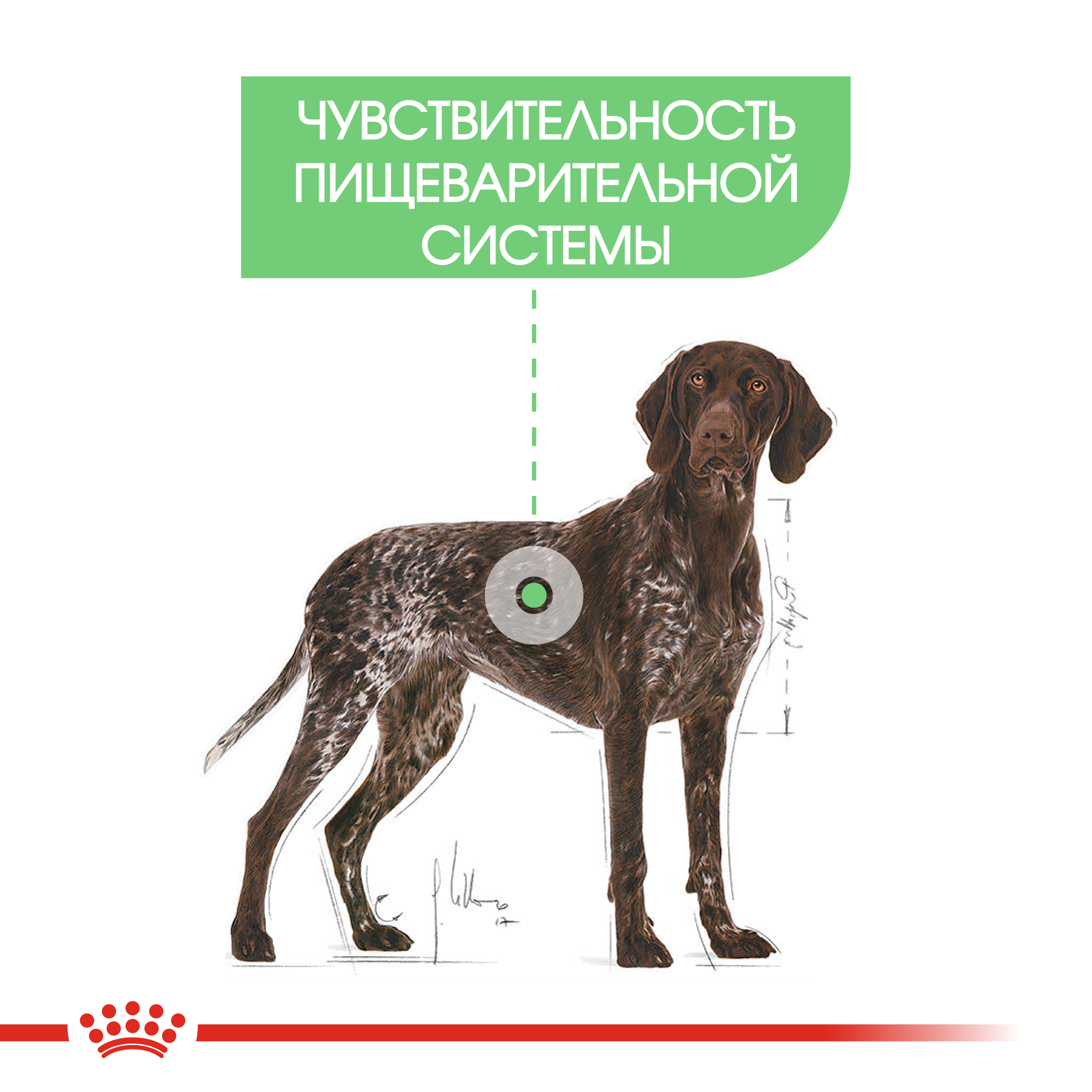Корм для собак Royal Canin 12кг Maxi Digestive Care крупных сухой - фото 3