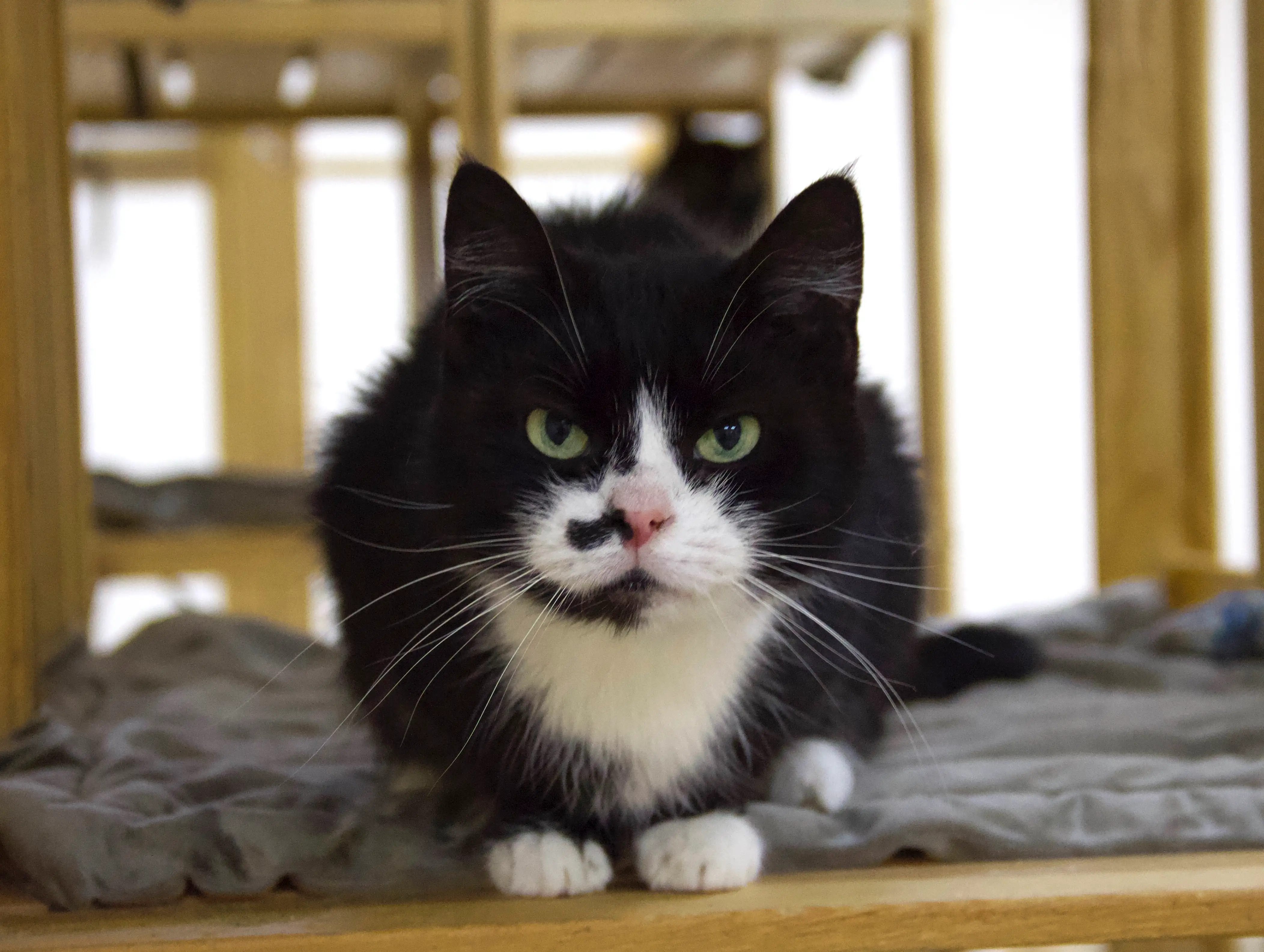 Кошка Лючия - фото 1