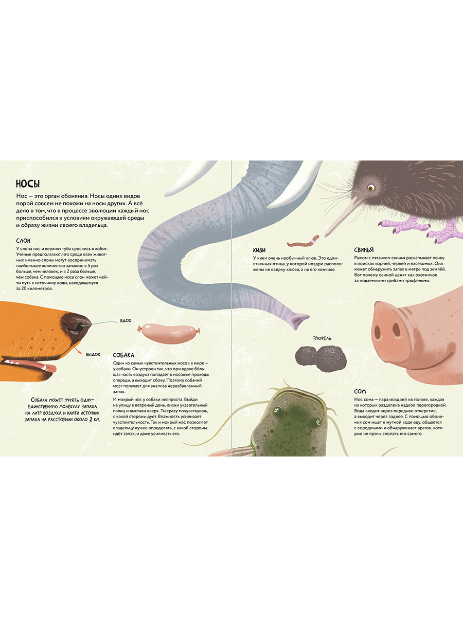 Книга Альпина. Дети Я тебя чую! Путешествие в мир запахов - фото 3