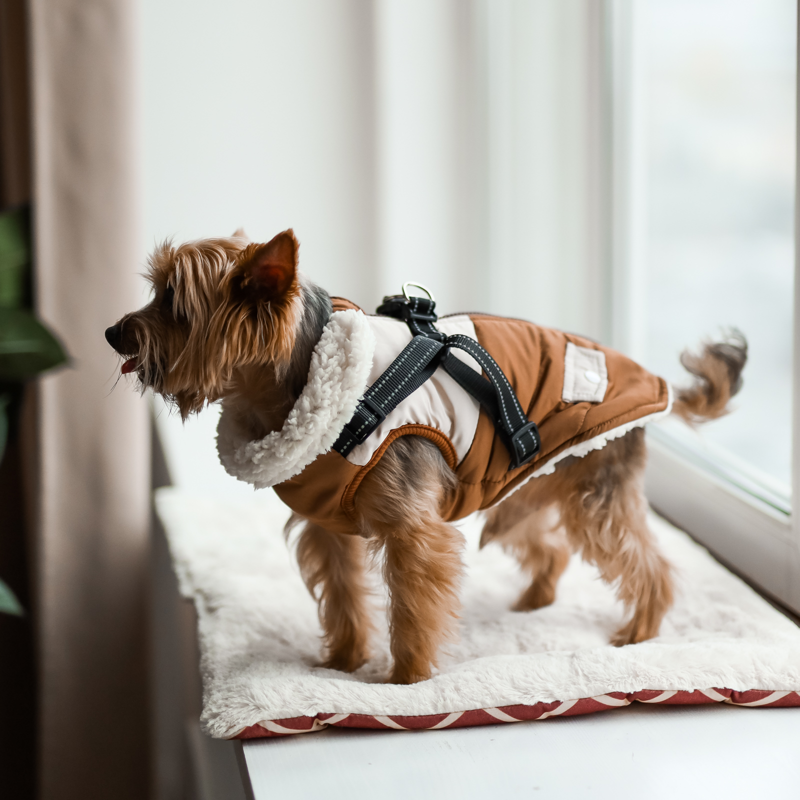 Куртка для собак Не один дома - фото 1