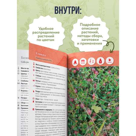 Книга Эксмо Лечебные травы. Иллюстрированный справочник-определитель