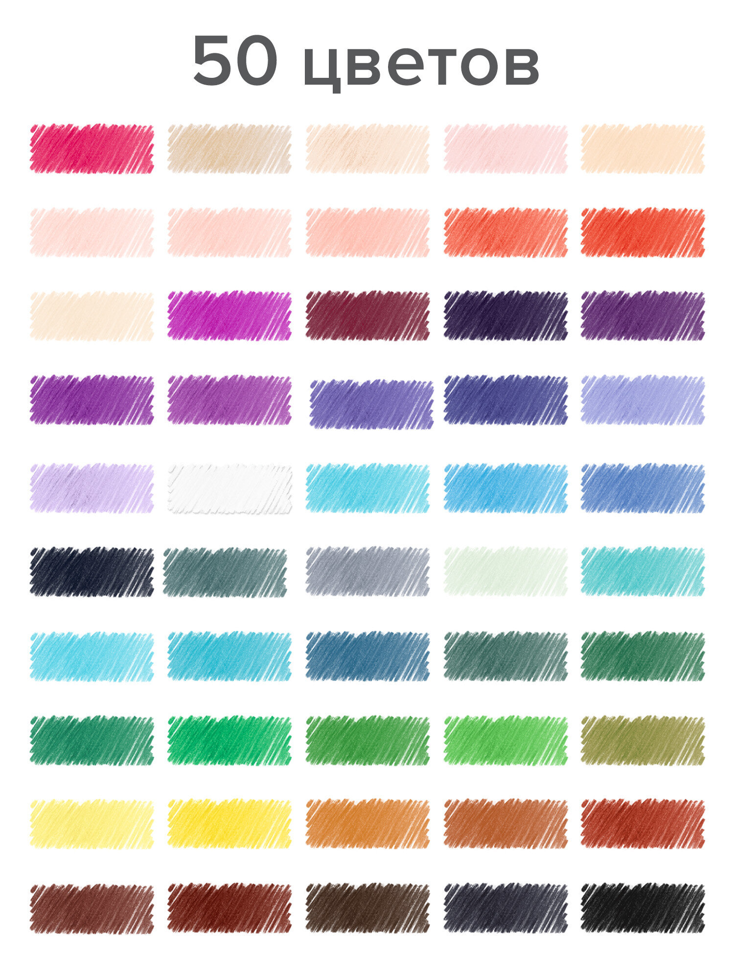 Карандаши цветные Brauberg 50 шт. - фото 2